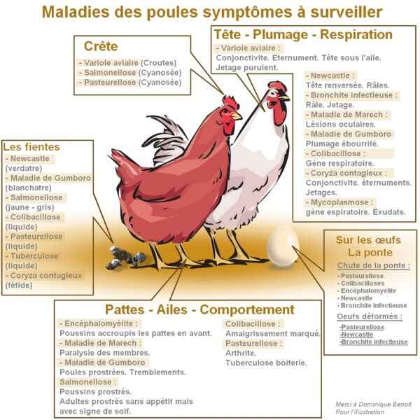 Symptômes du poulet malade : comment identifier les poulets malades