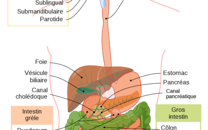 Système Digestif Du Poulet : Le Système Digestif De La Volaille