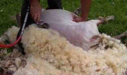 Tondre les moutons : Comment tondre les moutons (Guide du débutant)