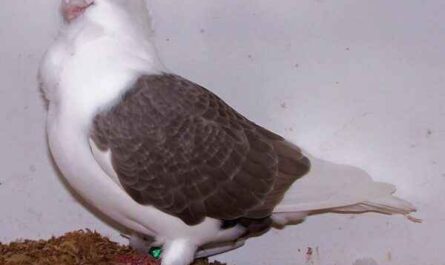 Turbit Pigeon: Caractéristiques, utilisations et informations sur la race