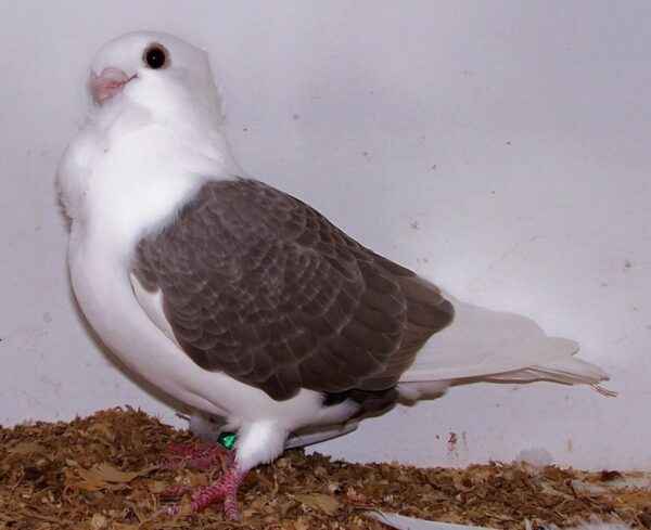 Turbit Pigeon: Caractéristiques, utilisations et informations sur la race