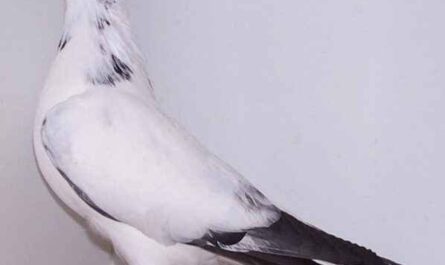 Vienna Highflyer Pigeon : Caractéristiques, Utilisations & Origine