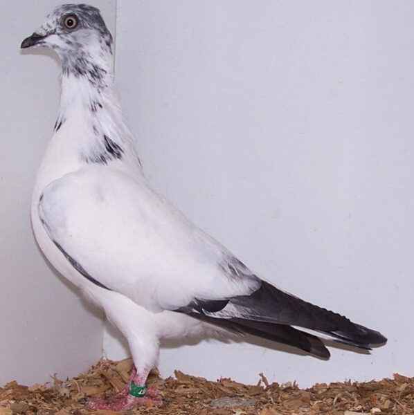 Vienna Highflyer Pigeon : Caractéristiques, Utilisations & Origine