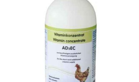 Vitamines pour poules pondeuses : types de vitamines dont les poules pondeuses ont besoin