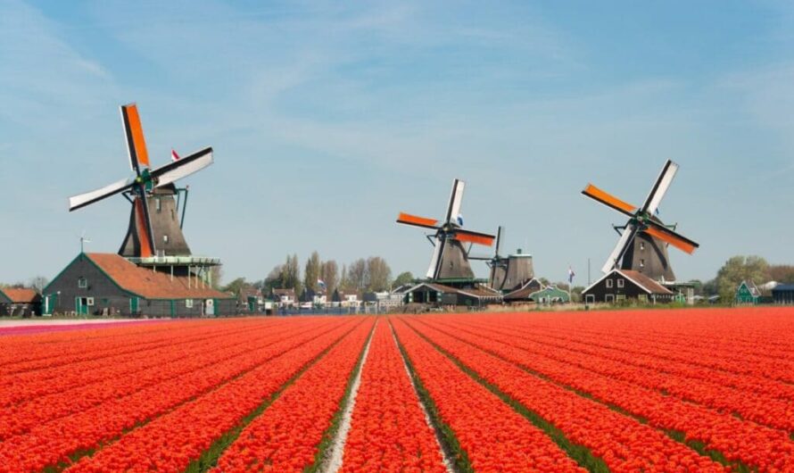 10 ide bisnis unik di Belanda