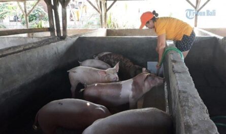 Apakah peternakan babi menguntungkan? Fakta yang ditetapkan