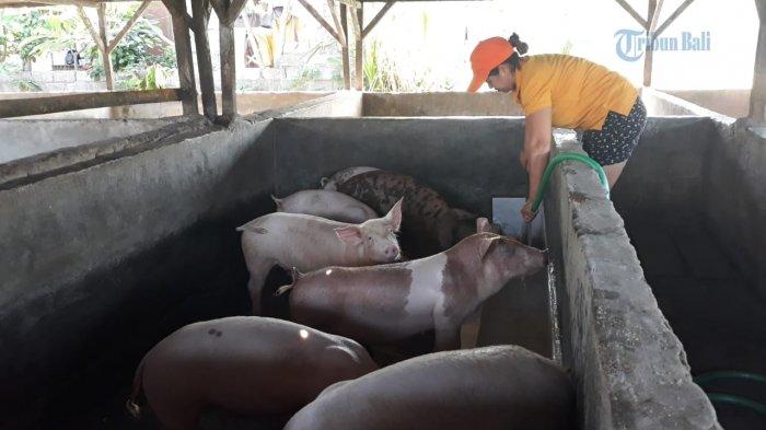 Apakah peternakan babi menguntungkan? Fakta yang ditetapkan