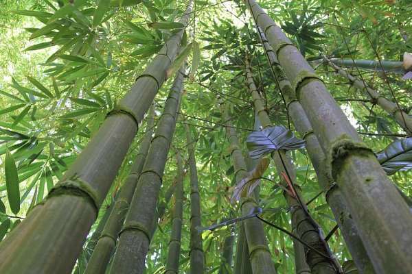 Bagaimana Memulai Bisnis Menanam Bambu