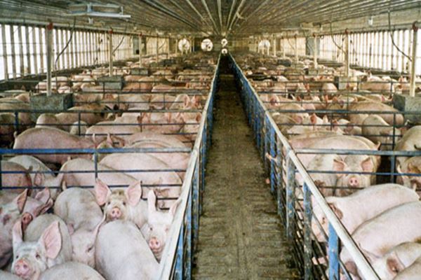 Bagaimana memulai peternakan babi di Nigeria