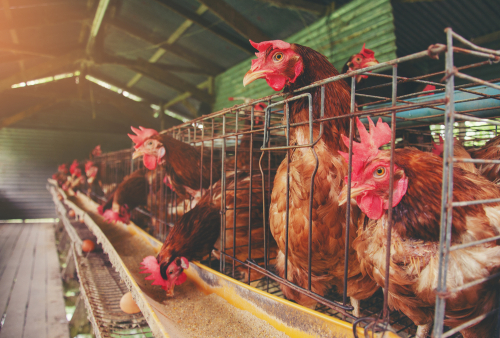 Cara Memilih Ayam Petelur Terbaik: Panduan Bisnis untuk Pemula