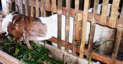 Cara mendeteksi kebuntingan pada kambing: panduan lengkap untuk pemula