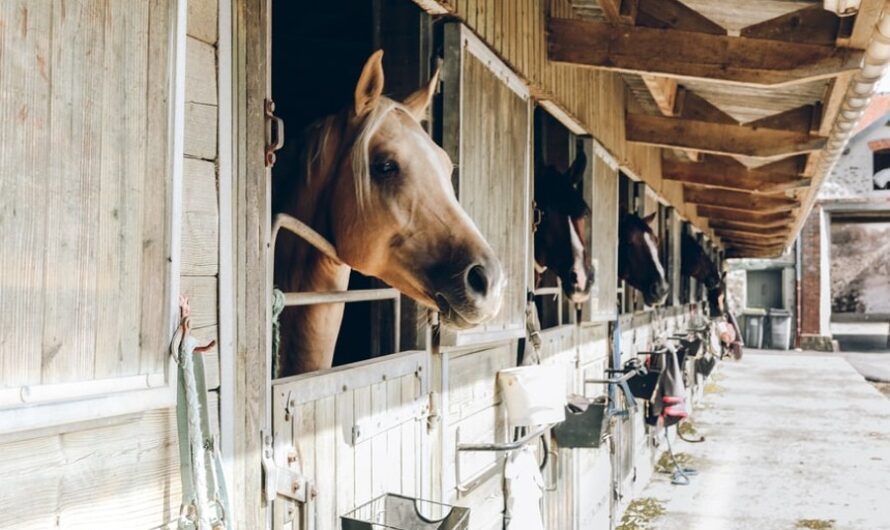 Contoh rencana bisnis peternakan kuda