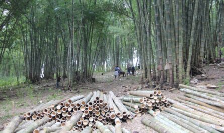 Contoh rencana bisnis untuk menanam bambu
