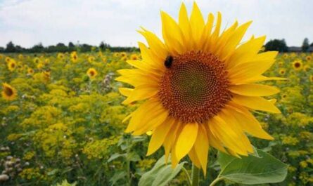 Contoh rencana bisnis untuk menanam bunga matahari