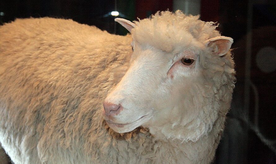 Domba Columbia: karakteristik breed, asal, kegunaan, dan informasi