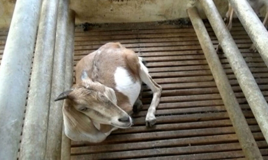 Infeksi saluran pernapasan atas pada kambing: tanda dan gejala