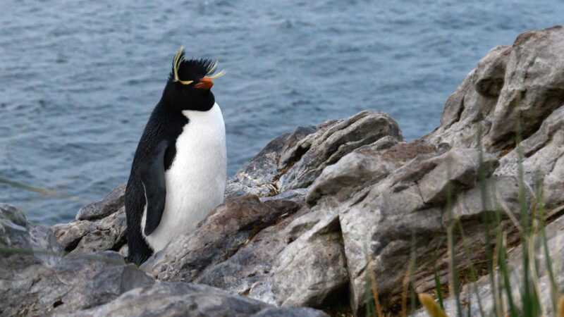 6 ide bisnis yang berkembang pesat di Kepulauan Falkland