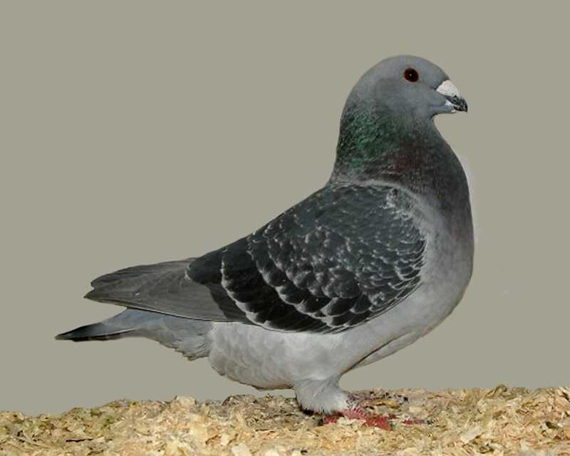 American Show Racer Pigeon: Karakteristik dan informasi breed