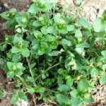 Budidaya chickweed: budidaya chickweed organik di kebun rumah Anda