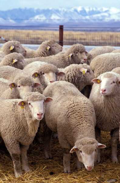 Domba Arab: karakteristik, asal, kegunaan, dan informasi tentang jenisnya