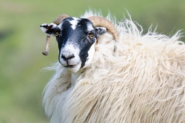 Domba Blackface Skotlandia: karakteristik, kegunaan, dan informasi breed