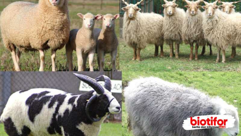 Domba Lacaune: karakteristik, asal, kegunaan, dan informasi tentang jenisnya