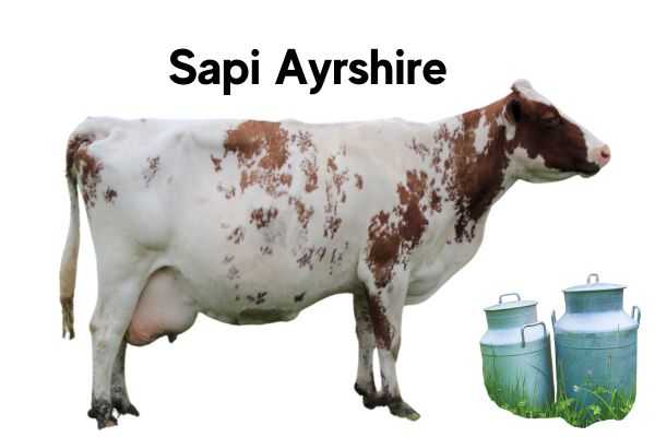 Sapi Ayrshire: karakteristik, kegunaan, asal dan produksi susu