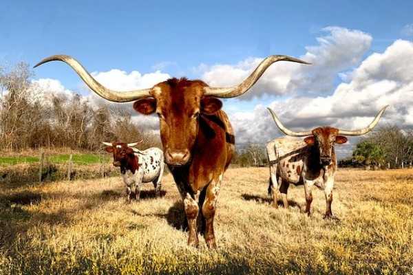 Sapi Texas Longhorn: Ciri-ciri, Kegunaan, dan Informasi Breed Lengkap