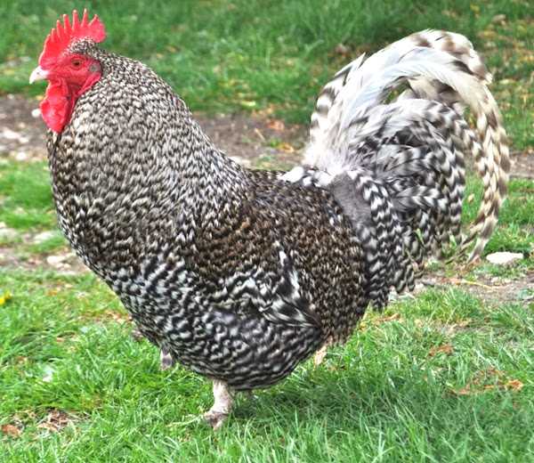 Scottish Chubby Chicken - Ciri-ciri Ras Lengkap, Temperamen, dan Informasinya
