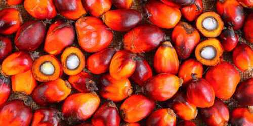 Attività dell'olio di palma: inizia a comprare, vendere e lavorare olio rosso