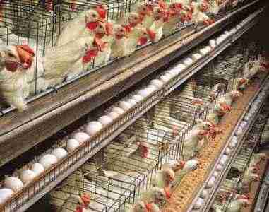 Come avviare un allevamento di pollame in Nigeria
