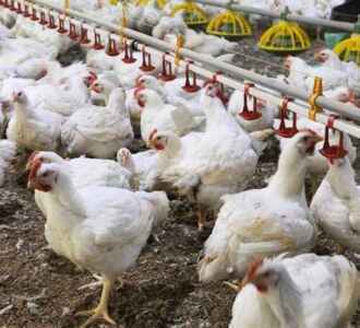 Elenco dei più grandi allevamenti di pollame in Nigeria 2020