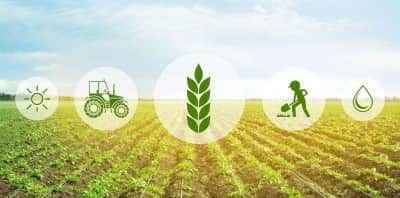 Esempio di business plan per la coltivazione del grano
