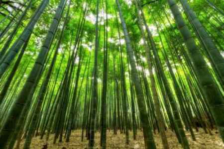 Esempio di piano aziendale per la coltivazione del bambù
