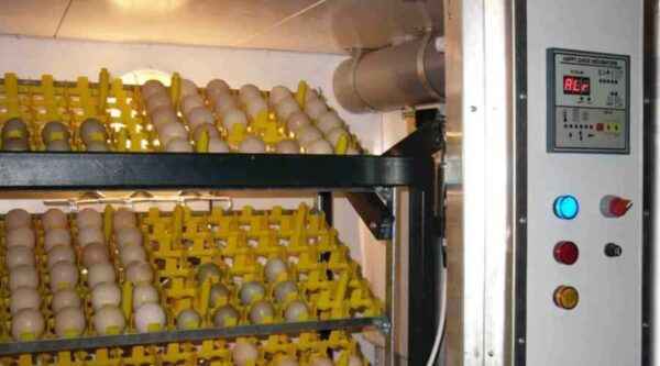 Esempio di piano aziendale per la produzione di uova
