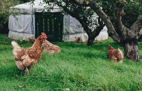 L'allevamento di pollame è redditizio?