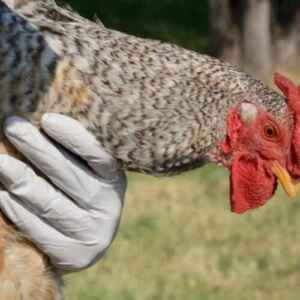 Malattie batteriche, fungine e virali del pollame: sintomi, diagnosi e trattamento
