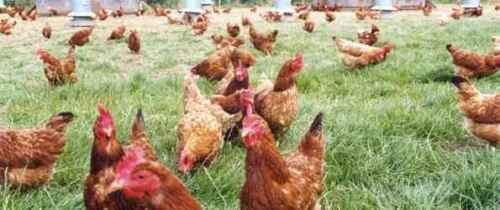 Quanto costa aprire un allevamento di pollame?