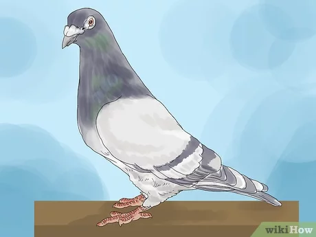 Addestrare un piccione viaggiatore: come addestrare i piccioni viaggiatori