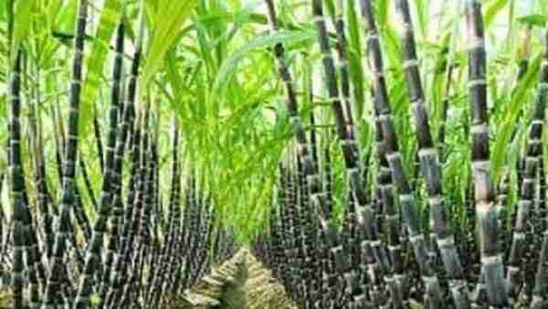 Agricoltura della canna da zucchero: attività di coltivazione della canna da zucchero per principianti