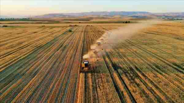 Agricoltura della Turchia: piano di partenza redditizio per i principianti