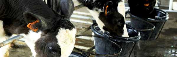 Allevamento bovino corso: piano di avvio aziendale per principianti