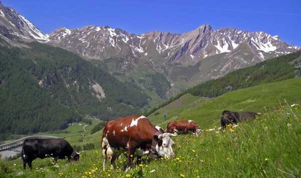 Allevamento bovino della Valle delle Asturie: piano di avvio aziendale per principianti