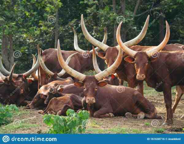 Allevamento di bovini Ankole-Watusi: piano di avvio aziendale per principianti