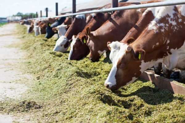 Allevamento di bovini Armorican: piano di avvio aziendale per principianti