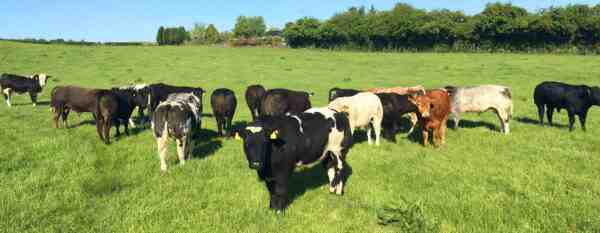 Allevamento di bovini blu belgi: piano di avvio aziendale per principianti