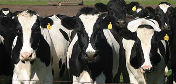 Allevamento di bovini Criollo argentino: piano di avvio aziendale per principianti