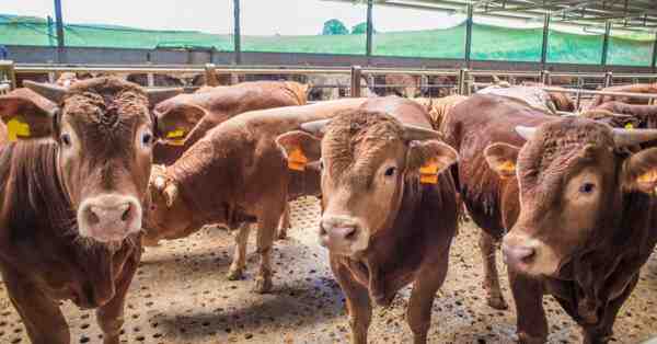 Allevamento di bovini da carne: come allevare mucche da carne (guida per principianti)