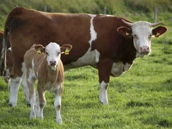 Allevamento di bovini rossi belgi: piano di avvio aziendale per principianti