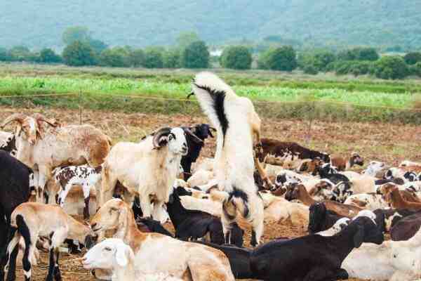 Allevamento di capre: piano di partenza redditizio per principianti